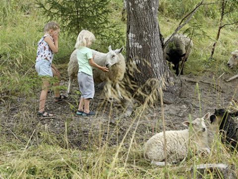 Lampaat Backbyssä